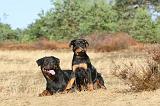 ROTTWEILER 011